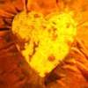 amour