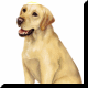 chiens