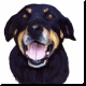 chiens