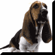 chiens