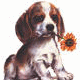 chiens