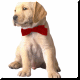 chiens