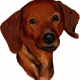 chiens