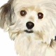chiens