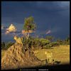 paysage