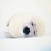 animaux