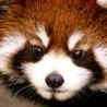 animaux