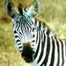 animaux