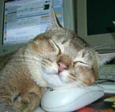 chat