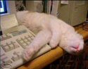 chat
